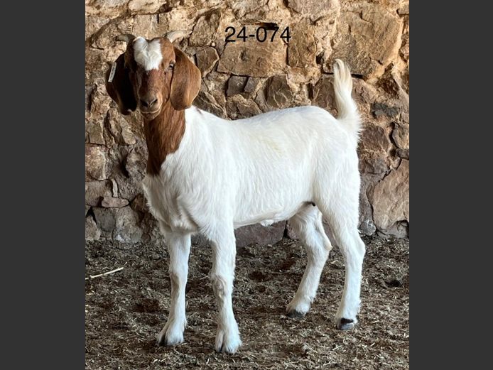 24074 | Chippie Poultney