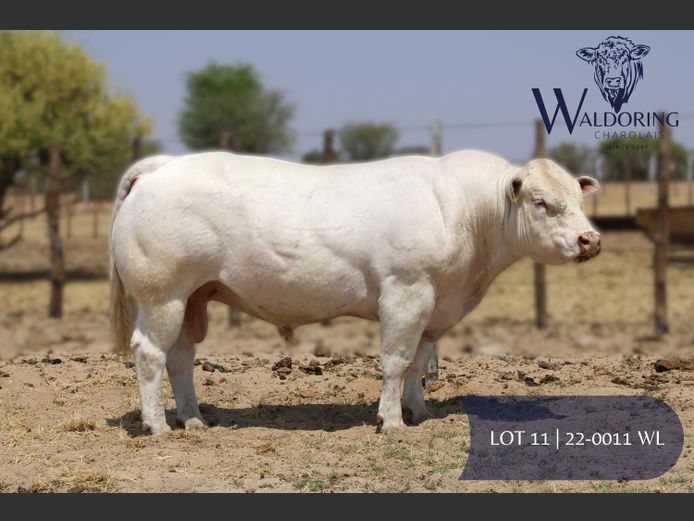 22-0011WL | WALDORING CHAROLAIS