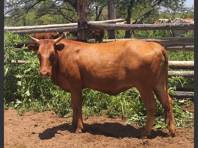 Commercial Animals | BOTHMA NGUNIS