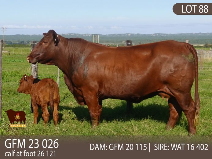 GFM 230026 | MEYER BONSMARAS