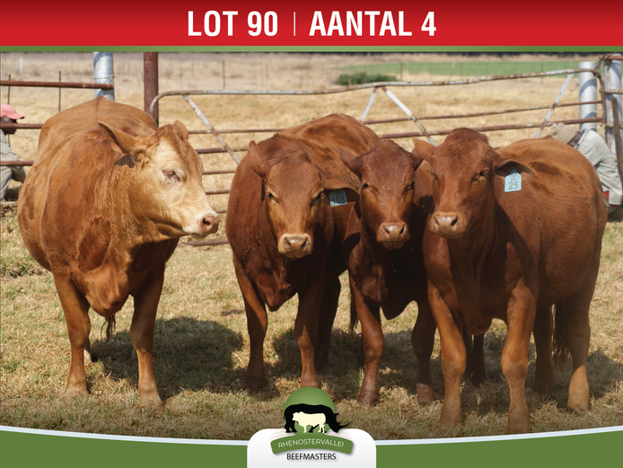 Commercial Animals | Rhenostervallei Beefmasters