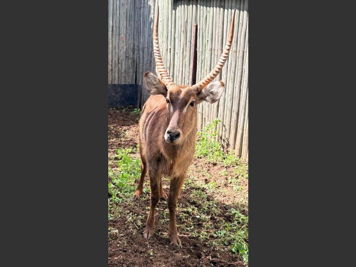 Waterbok Bul
