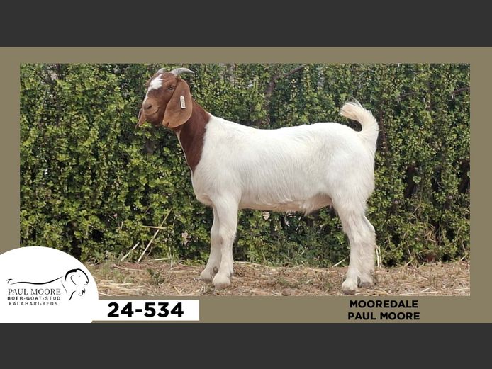 24-534  |  Paul Moore - Mooredale