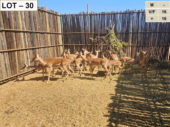 Impala | GreaterKuduLand