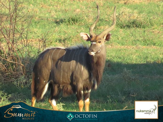 NYALA EWES RW 29 4/8" "BUDDY"