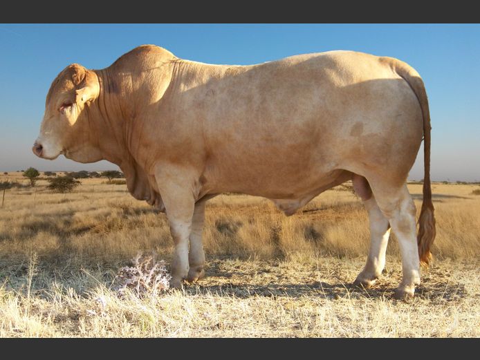 Commercial Animals 