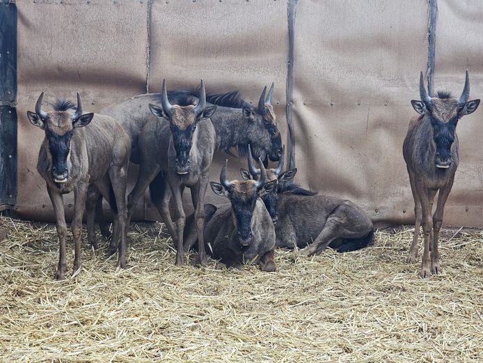 BLUE WILDEBEEST | MABALINGWE