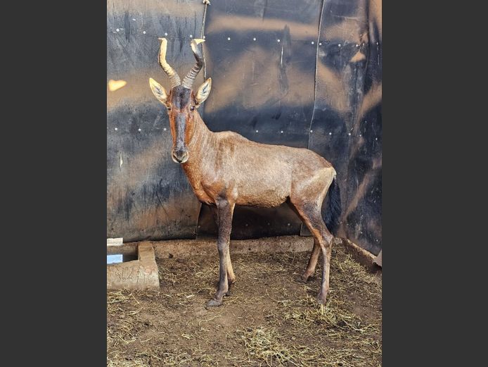 RED HARTEBEEST | BIG HORN