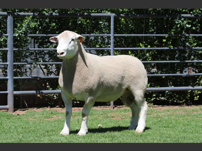 DZ 240095 | 2 STEYNS BOERDERY