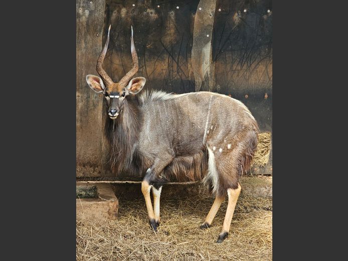 NYALA | SCHOEMAN BOERDERY
