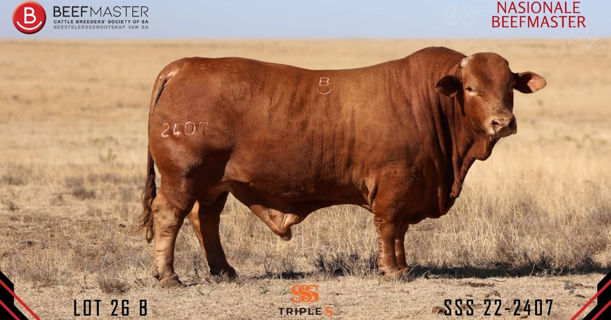 Lot 26B | 26STE NASIONALE BEEFMASTER VEILING | SwiftVEE | South Africa ...