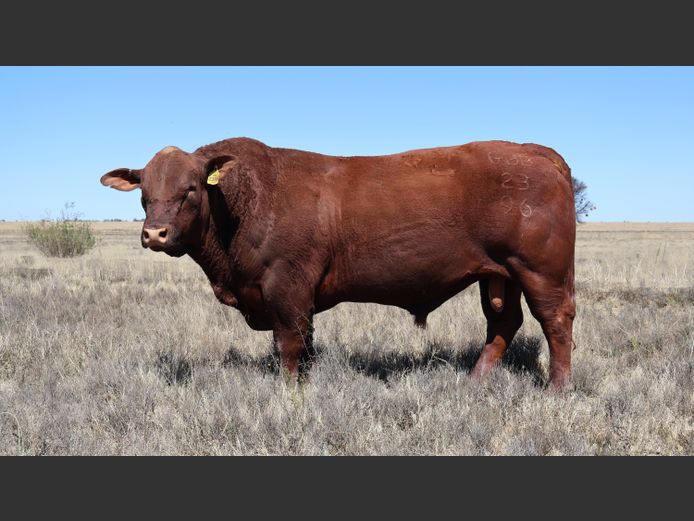 GBB2396 | GOEDGENOEG BOERDERY PTY LTD