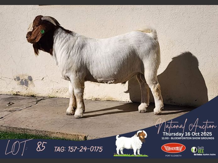 157-24-0175 | Izak Vorster (Elandskloof Boerbokstoet)