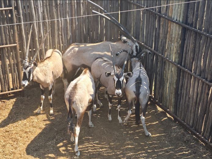 GEMSBOK | HANLEY 1
