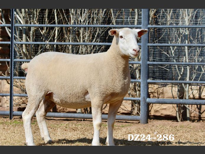 DZ 240286 | 2 STEYNS BOERDERY