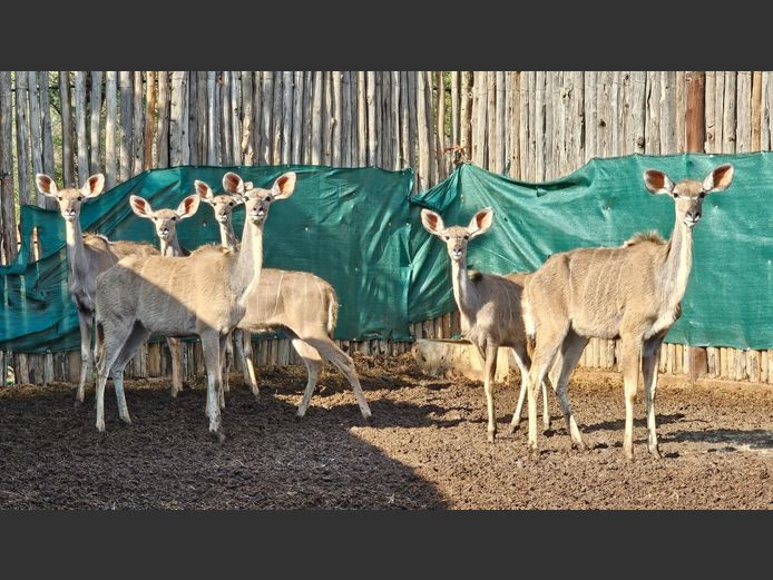 KUDU | BIRKEN VERVOER