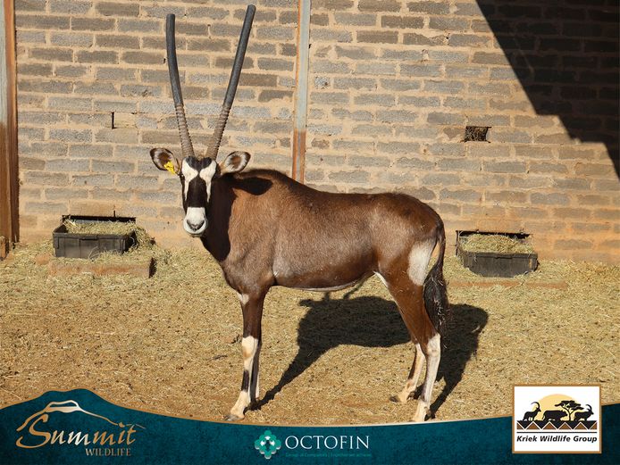 32 3/8" SADDLEBACK ORYX BULL