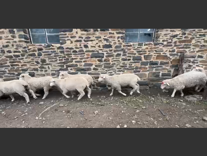 VLEISMERINO VETLAMMERS