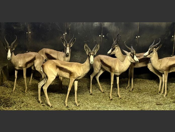 Koper Springbok Jagramme