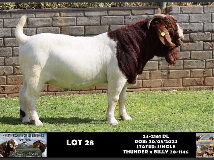 24-2161 DL | DAWID LOUW