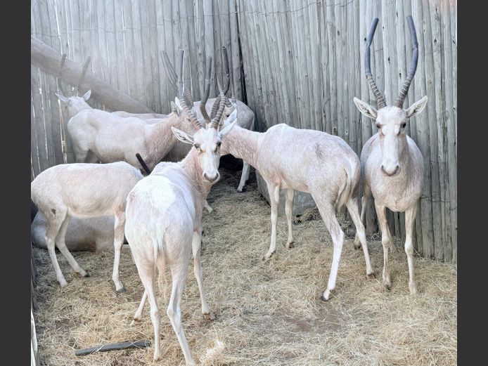 Wit Blesbokke