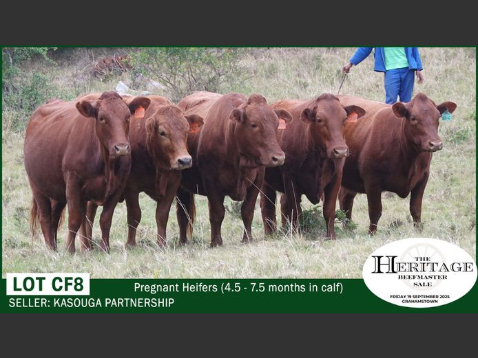 Commercial Animals | Kasouga Partnership