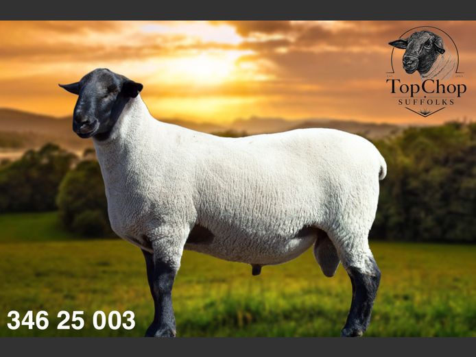 346250003 | F. STRAUSS