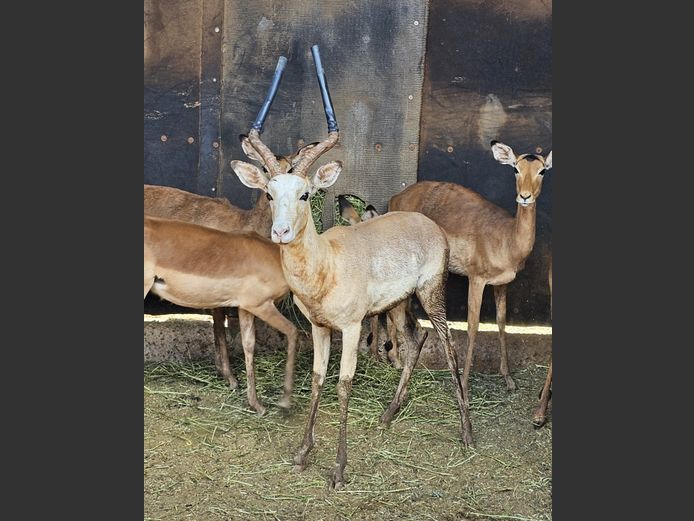 WHITE FLANKED IMPALA | DRIEFONTEIN