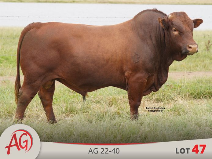 AG220040 HH(c) | ARTHUR DE VILLIERS & SEUN