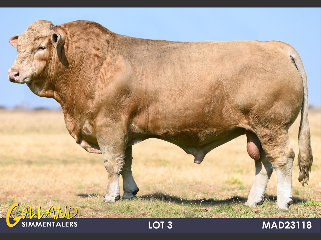 images