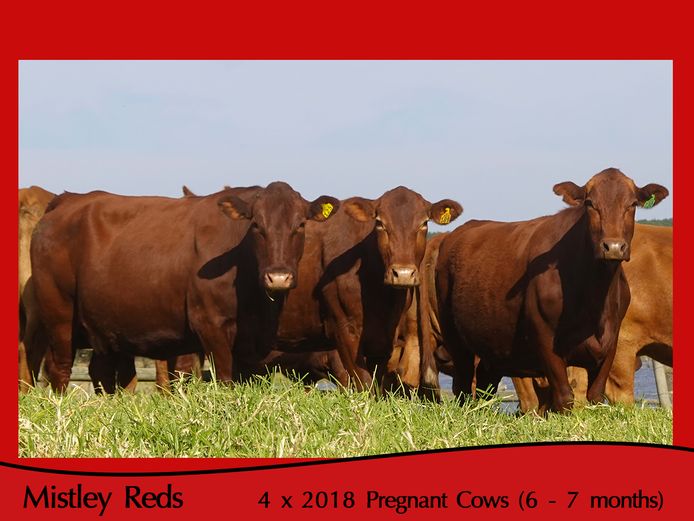 Commercial Animals | Mistley Red - Les Trollope