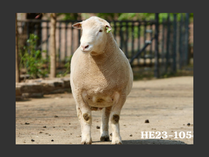 HE 230105 | EKSTEENS HATARI