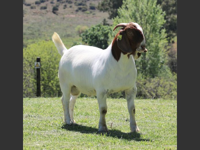 25-136 | Rietkuil Boer Goat Stud