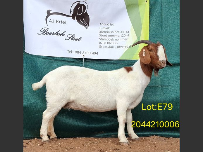 21006 | Grootvlak Boerbokke