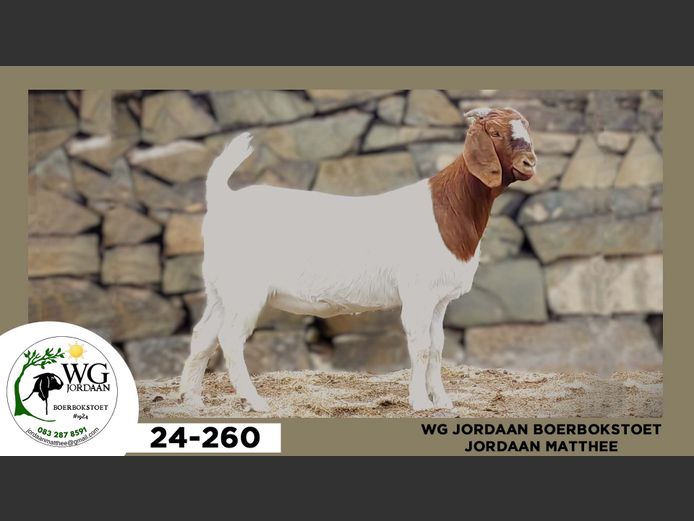 24-260  |  Jordaan Matthee - WG Jordaan Boerbokstoet