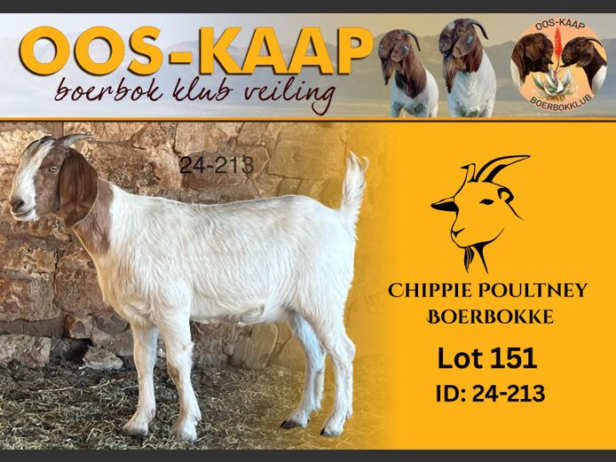 24-213 | Chippie Poultney