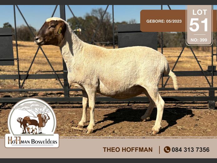 399 | HOFFMAN BOSVELDERS