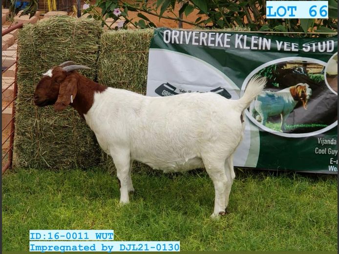 ID:16-0011WUT | ORIVEREKE KLEINVEE STOET