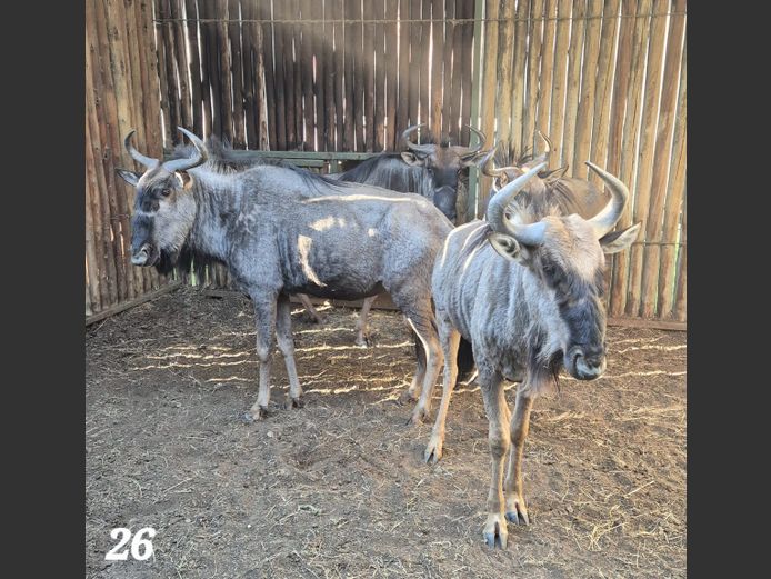BLOUWILDEBEES | SCHALK VAN ZYL