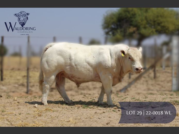 22-0018WL | WALDORING CHAROLAIS