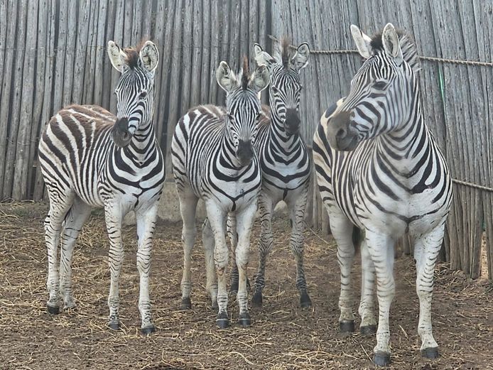 ZEBRA | C2C