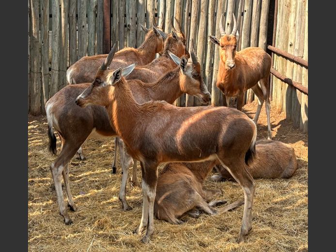 Blesbokke Jonk