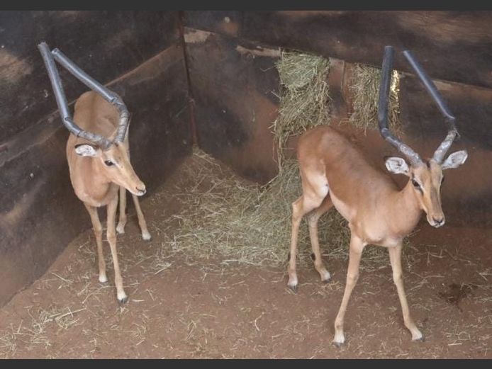 IMPALA