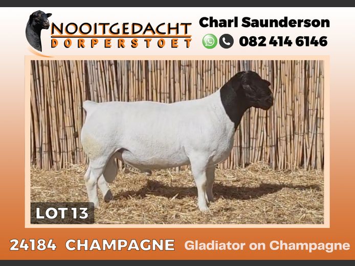 24184 | NOOITGEDACHT  DORPERS