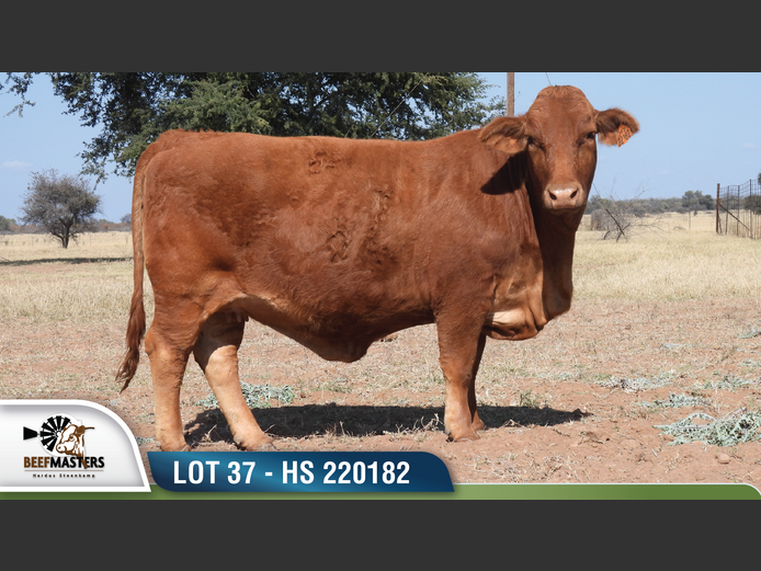 HS 220182 | HARDUS-STEENKAMP