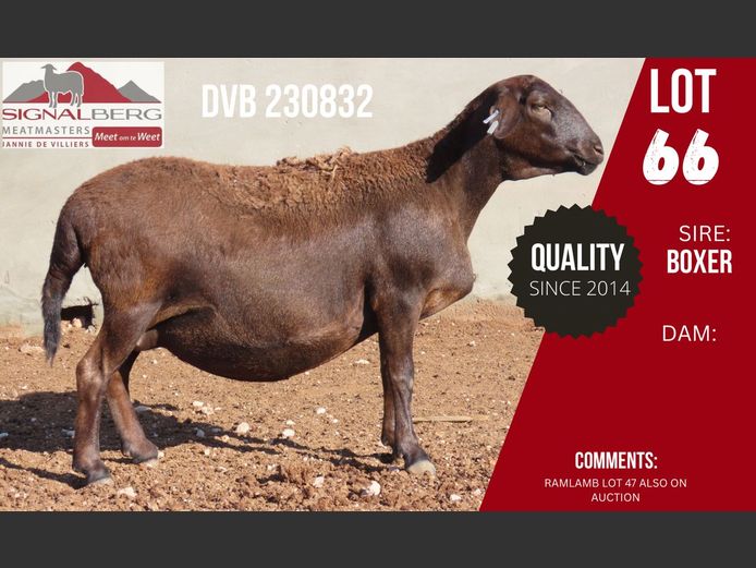 DVB 230832 | SIGNALBERG MEATMASTERS