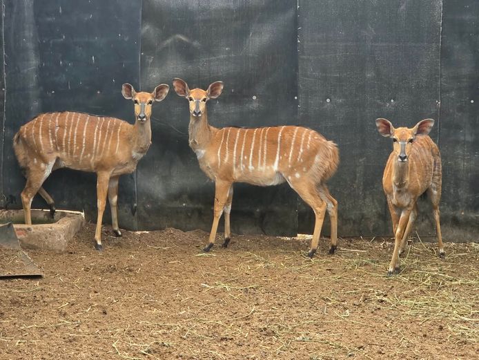 NJALA | MORGAN FARMSTEAD