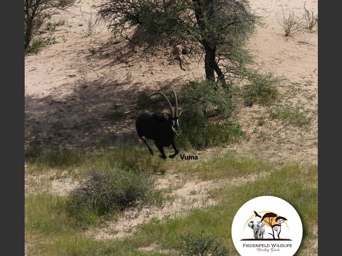 Sable Bull | WATERBERG PLATO GAME BREEDERS