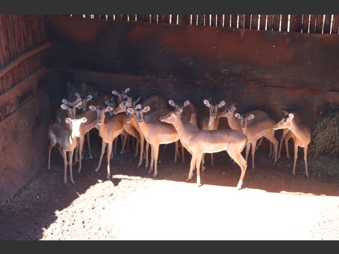 ROOIBOKKE