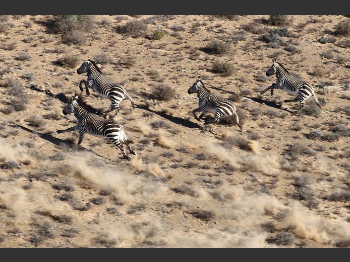 Mountain Zebra Mixed |  SANParks - Mountain Zebra National Park